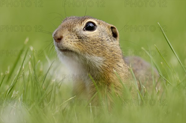 Gopher