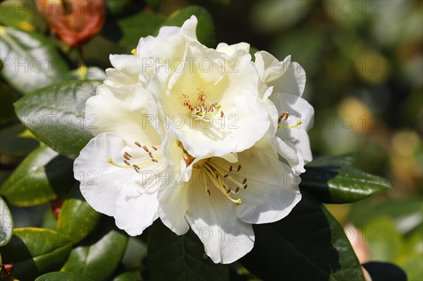 Rhododendron