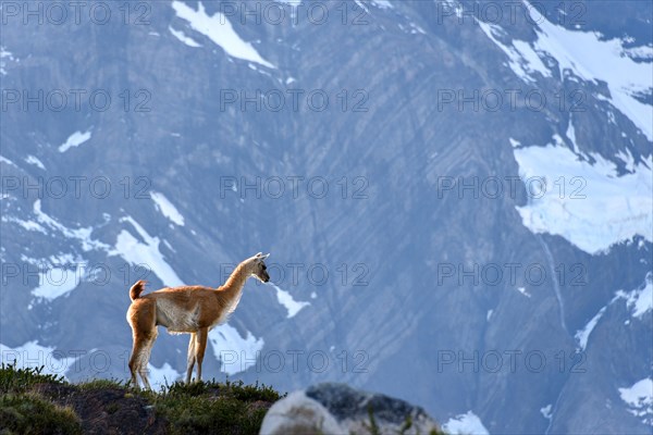 Guanaco