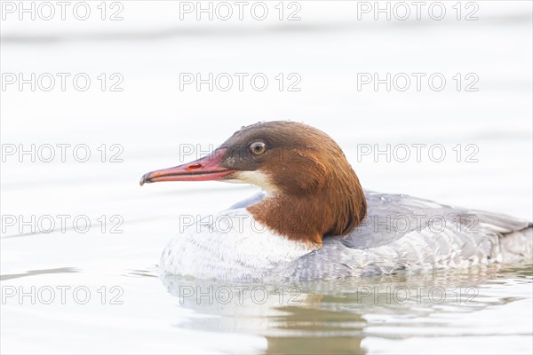 Common merganser