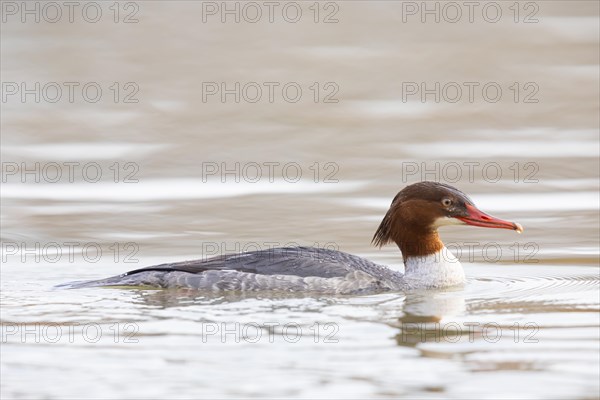 Common merganser