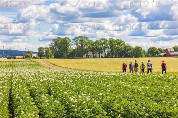Men walking on a gravel road among the fields in the countryside on a summer day