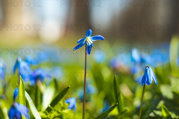 Siberian squill