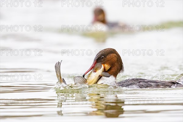 Common merganser