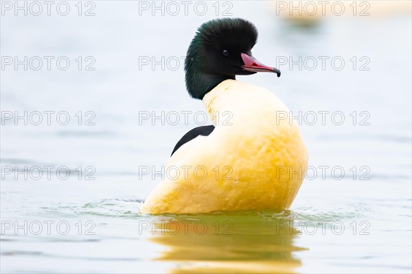 Common merganser