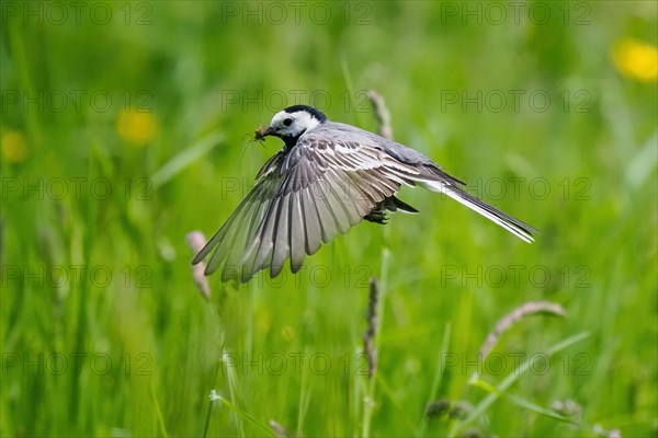 White wagtail