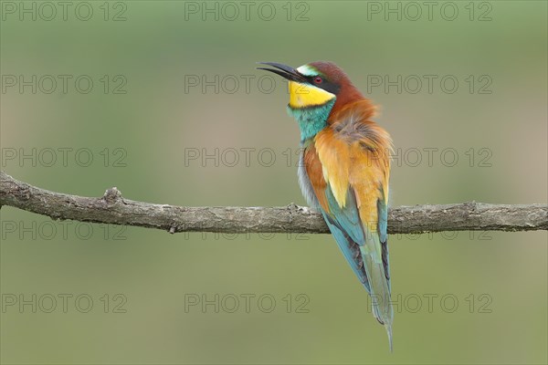 Bee-eater