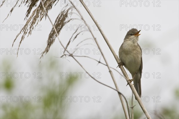 Reed warbler