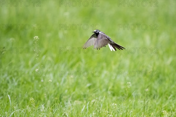 White wagtail