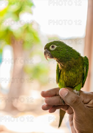 or also known as the common green parakeet
