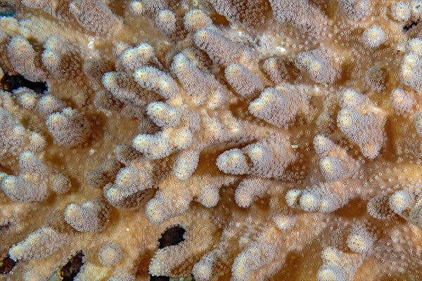 Large-fingered leather coral