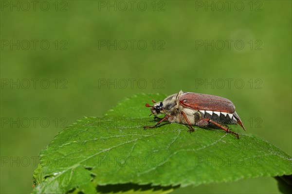 Cockchafer