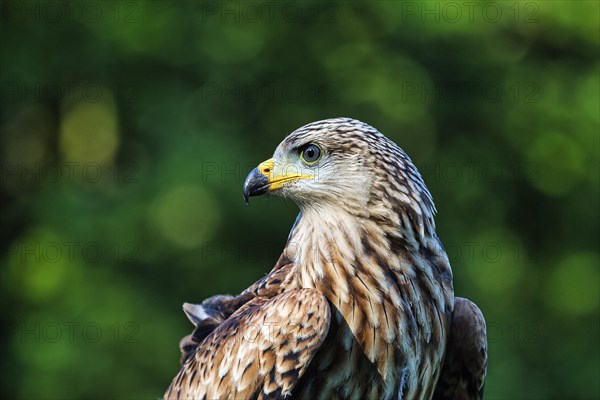 Black Kite