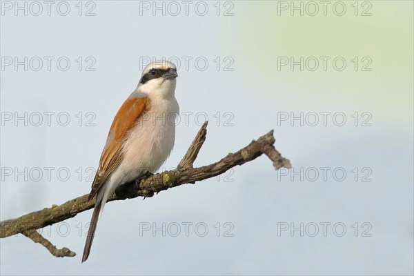 Red-backed Shrike