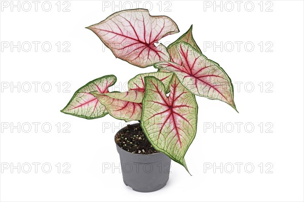 Beautiful exotic 'Caladium White Queen' plant with white leaves and pink veins in pot isolated on white background