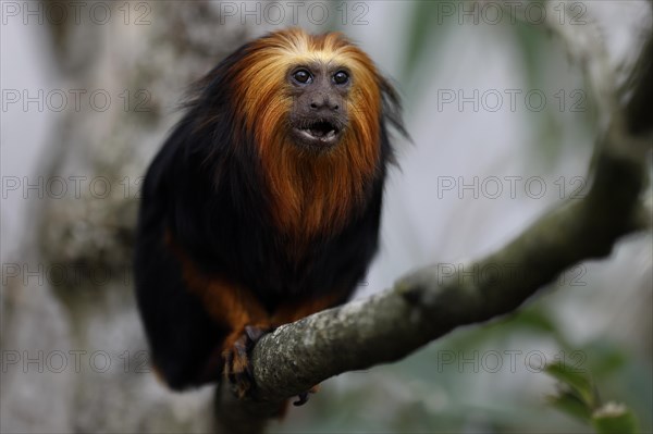 Golden-headed lion monkey