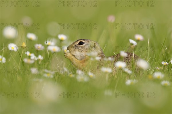 Gopher