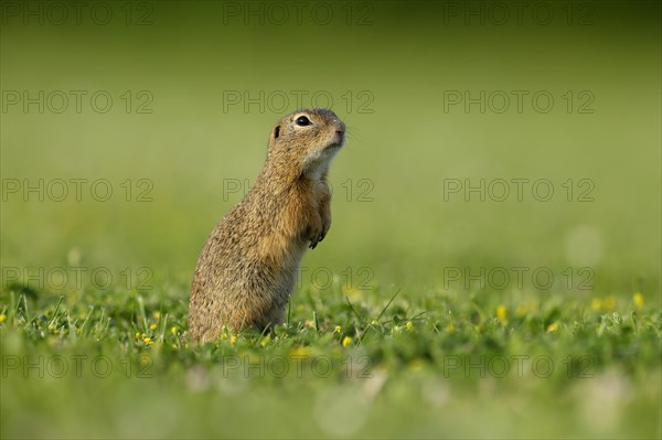 Gopher