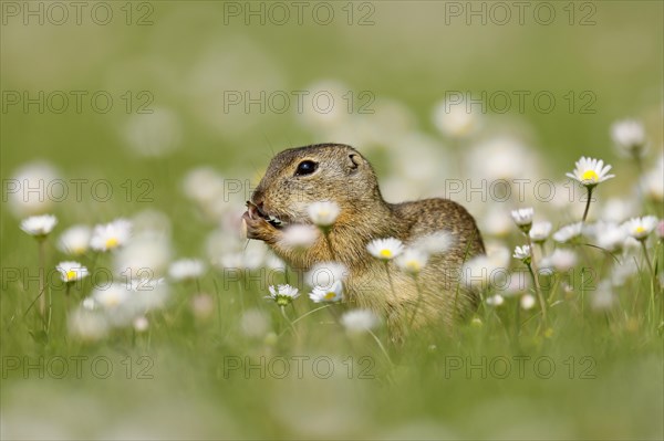 Gopher