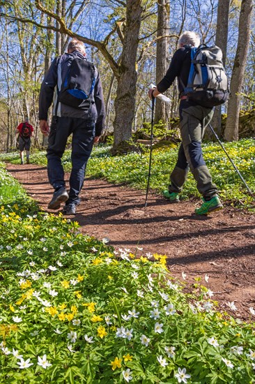 Men with rucksacks walking on a footpath in the forest with blooming wood anemone
