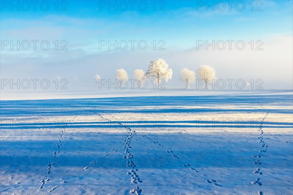 Animal tracks in the snow on the field with hoarfrost on the trees in a wintry landscape