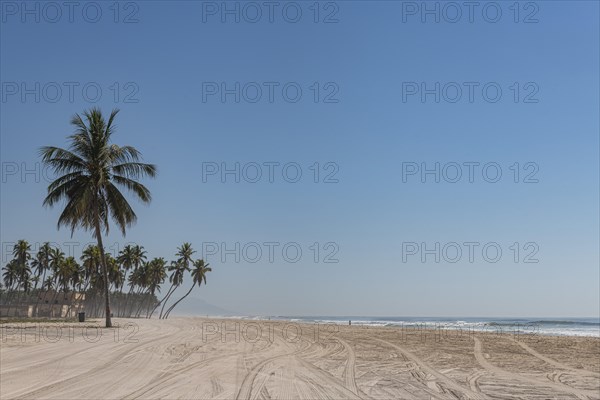 Palm trees at the beach of Salalah