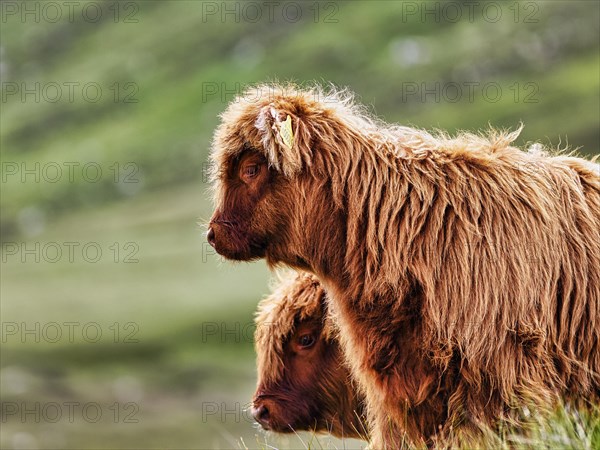 Scottish Highland Cattle