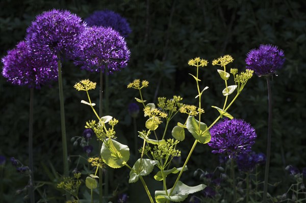 Ornamental leek