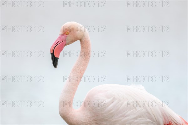 Greater Flamingo