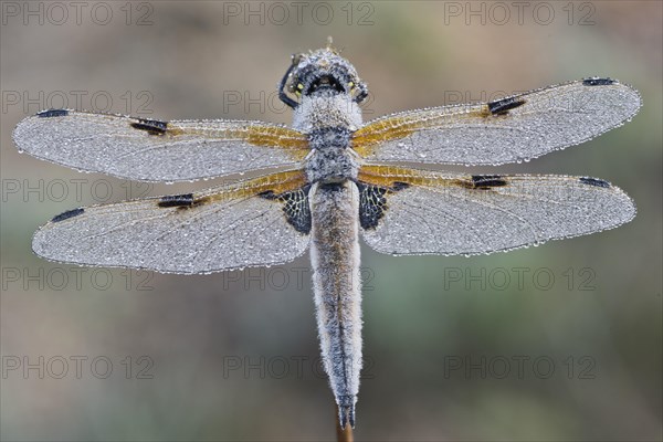 Four-spotted chaser