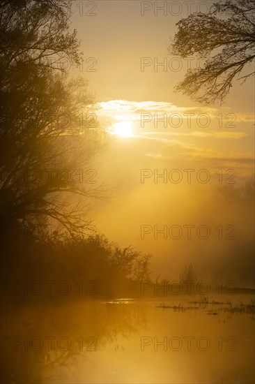 Alluvial forest