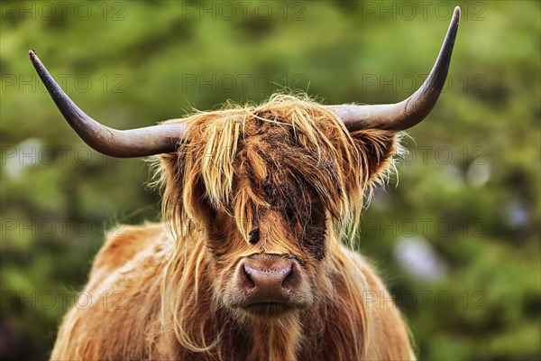 Scottish Highland Cattle