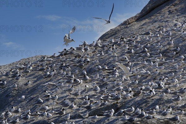 Great Crested-Terns