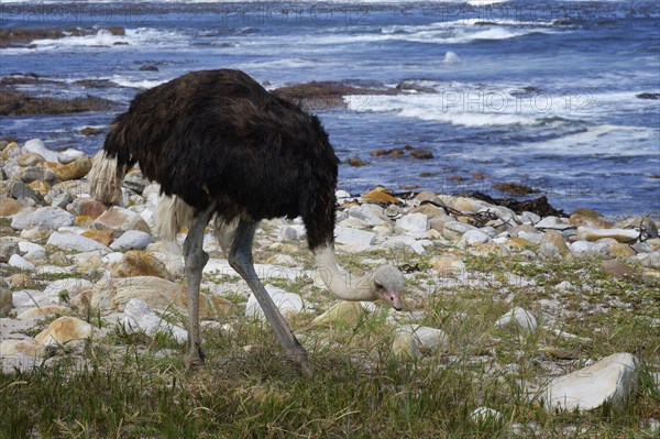 Male African ostrich