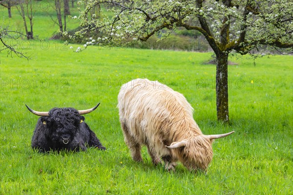 Scottish Highland cattle in spring