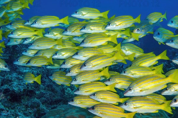 Shoal of bluestripe snapper