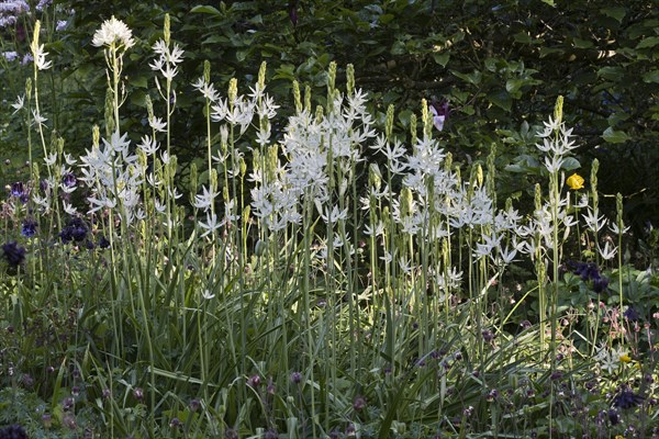 Grass lilies