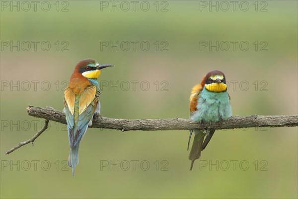 Bee-eater