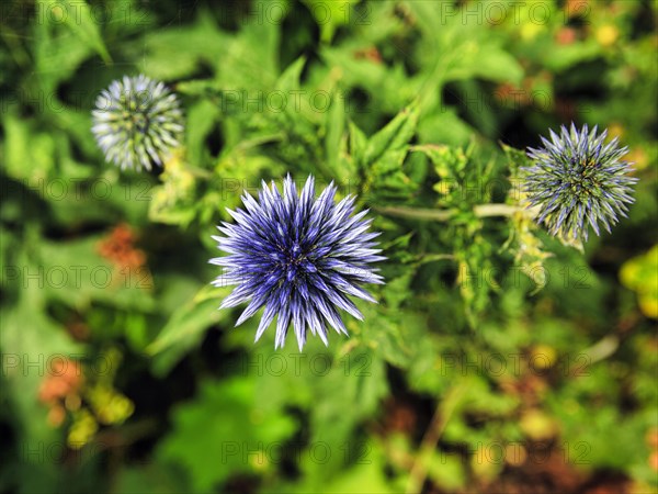 Globe thistles