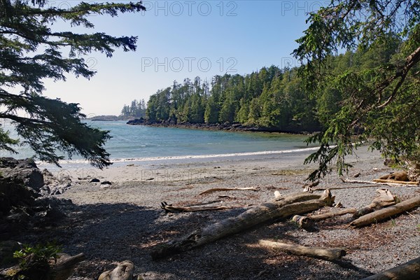 Deserted driftwood-strewn beach