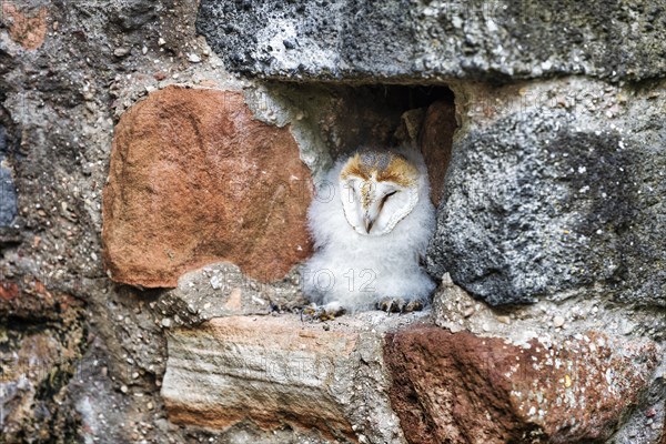 Common barn owl