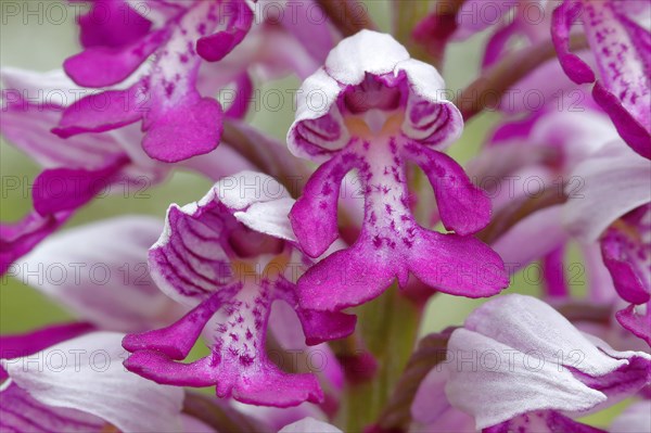 Military orchid