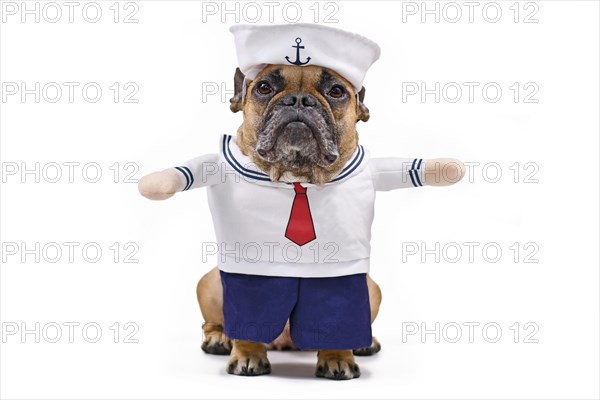 Funny French Bulldog dressed up with a cute sailor dog Halloween costume with sailor hat