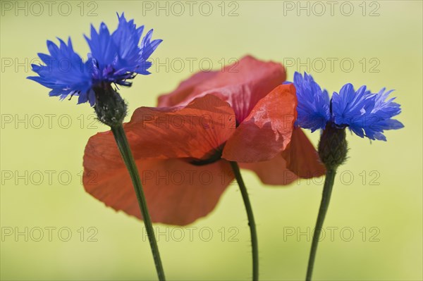 Cornflowers