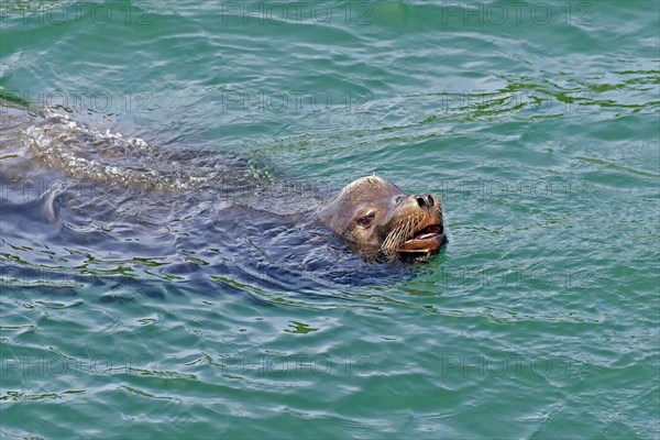 Sea lion in water