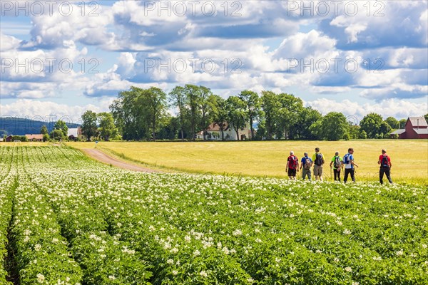 Men with walking by a flowering potato field in the countryside a sunny summer day