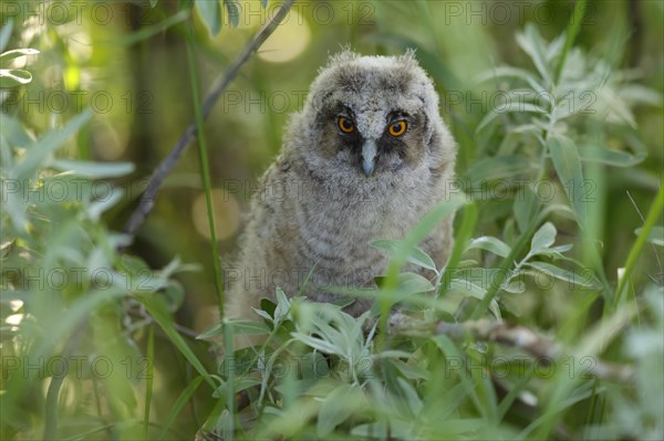 Long-eared owl