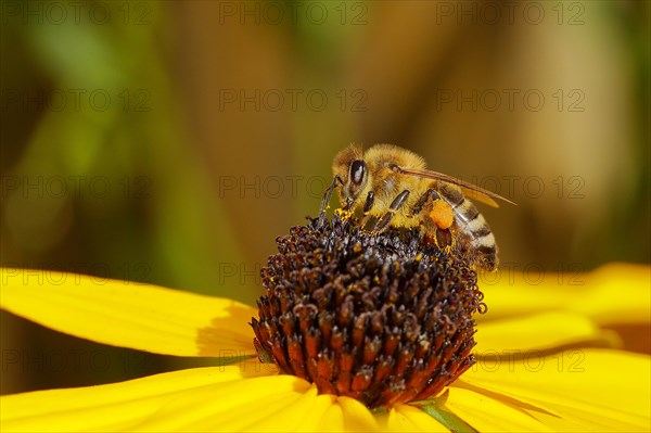 European honey bee