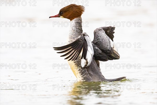 Common merganser