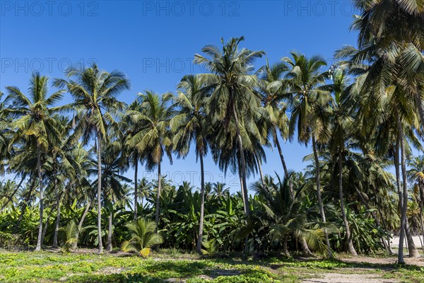 Green oasis of Salalah